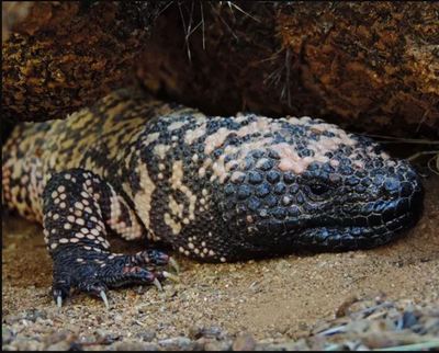 exendin_gila_monster